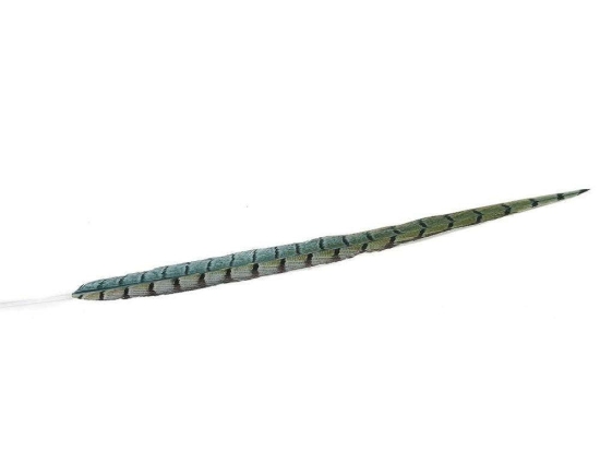 Φτερό Διακοσμητικό FTE229K6 55cm Green-Black Espiel Χαρτί