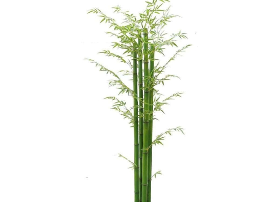 Τεχνητό Δέντρο Μπαμπού Golden 4280-6 70x230cm Green Supergreens Πολυαιθυλένιο