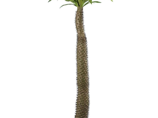 Τεχνητό Δέντρο Pachypodium Lamerei Palm Tree 20130 Φ70x175cm Brown-Green GloboStar Πολυαιθυλένιο