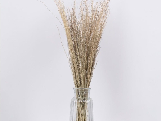 Μπουκέτο Αποξηραμένο Silverhairgrass 36545 60cm (Ακαθόριστος Αριθμός Τμχ) Beige Globostar