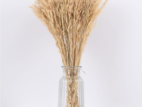 Μπουκέτο Αποξηραμένο Wheat 36550 60cm (Ακαθόριστος Αριθμός Τμχ) Beige Globostar