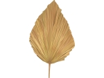 ΔΙΑΚΟΣΜΗΤΙΚΟ ΦΥΛΛΟ WALSY INART PALM LEAF ΣΕ ΦΥΣΙΚΗ ΑΠΟΧΡΩΣΗ Υ135 ΕΚ