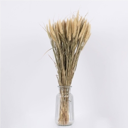 Μπουκέτο Αποξηραμένο Pennisetum 36503 60cm (Ακαθόριστος Αριθμός Τμχ) Beige-Green Globostar