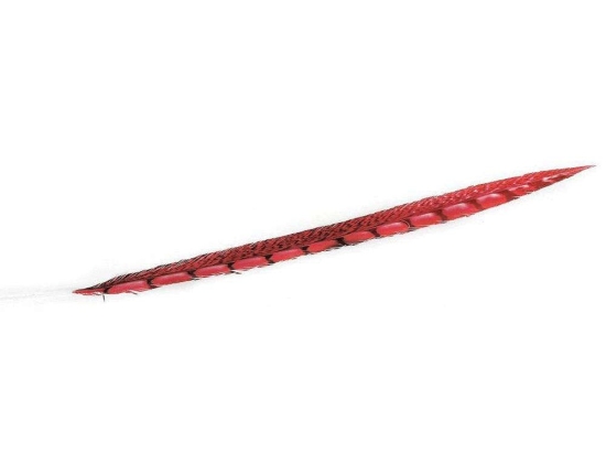 Φτερό Διακοσμητικό FTE213K6 55cm Red Espiel Χαρτί