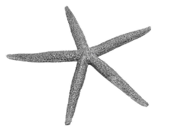Διακοσμητικός Αστερίας MT2714K6 12,5x11x1,5cm Silver Espiel Πολυρεσίνη