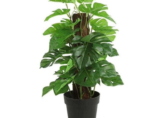 Φυτό Μονστέρα Σε Κασπώ 013.787817 35cm Green