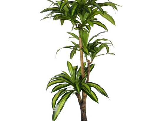 ΔΙΑΚΟΣΜΗΤΙΚΟ ΦΥΤΟ DRACAENA I ΣΕ ΓΛΑΣΤΡΑ INART  ΠΡΑΣΙΝΟ PP Υ170ΕΚ
