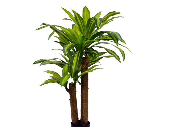 Διακοσμητικό φυτό  Dracaena σε γλάστρα Inart πράσινο pp Υ110εκ