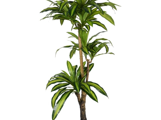 Διακοσμητικό φυτό Dracaena I σε γλάστρα Inart  πράσινο pp Υ170εκ
