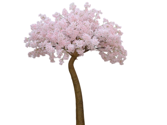 Cherry Blossom Pink διακοσμητικό δέντρο κερασιάς σε ροζ απόχρωση 300 εκ
