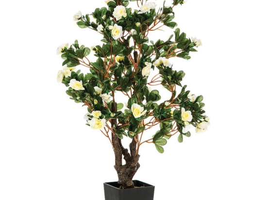 Φυτό σε γλάστρα Azalea I  pakoworld 40x40x77.5εκ