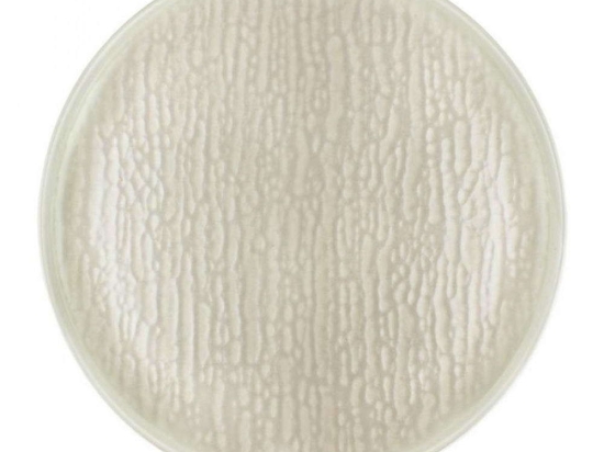 Πιάτο Ρηχό Grain Capri KXNPMOD27465 Φ27cm Beige Kutahya Porselen Πορσελάνη