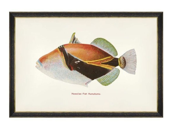 Κάδρο Fishes Of Hawaii - Humuhumu Fish FA13205 60X40 MindTheGap Οριζόντιοι Ξύλο