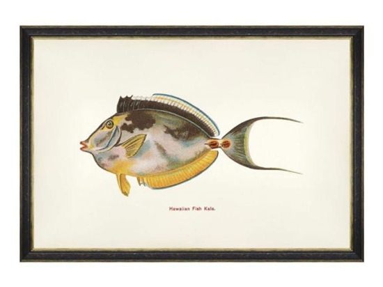 Κάδρο Fishes Of Hawaii - Kala Fish FA13206 60X40 MindTheGap Οριζόντιοι Ξύλο