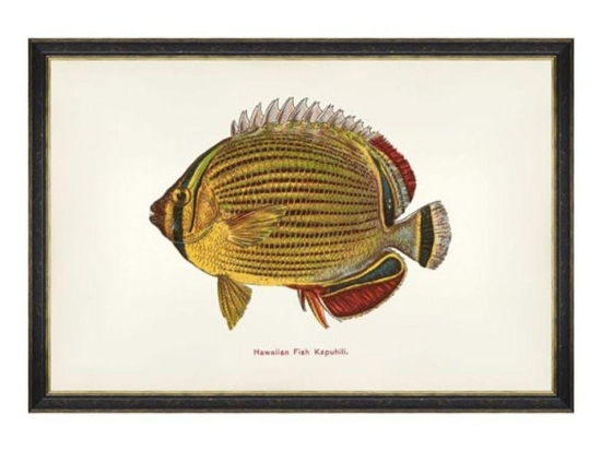 Κάδρο Fishes Of Hawaii - Kapuhili Fish FA13207 60X40 MindTheGap Οριζόντιοι Ξύλο