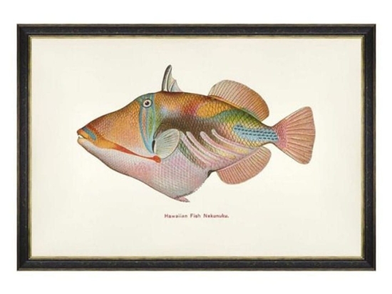 Κάδρο Fishes Of Hawaii - Nakunuku Fish FA13209 60X40 MindTheGap Οριζόντιοι Ξύλο