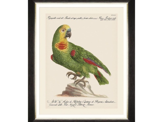Κάδρο Parrots Of Brasil II FA13212 40X50 MindTheGap Οριζόντιοι Ξύλο