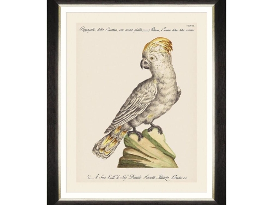Κάδρο Parrots Of Brasil III FA13213 40X50 MindTheGap Οριζόντιοι Ξύλο
