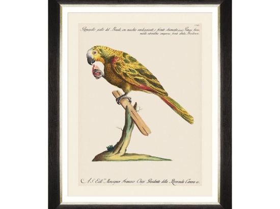 Κάδρο Parrots Of Brasil IV FA13214 40X50 MindTheGap Οριζόντιοι Ξύλο