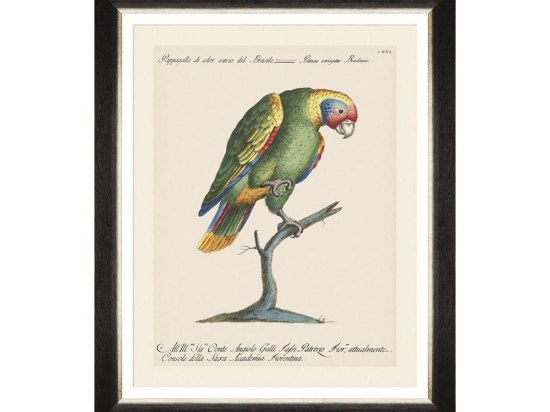 Κάδρο Parrots Of Brasil IX FA13219 40X50 MindTheGap Οριζόντιοι Ξύλο