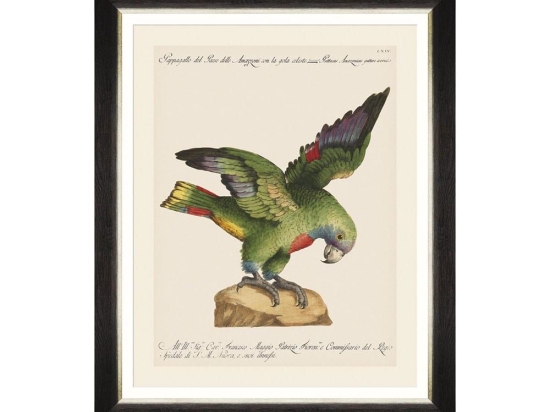 Κάδρο Parrots Of Brasil XII FA13222 40X50 MindTheGap Οριζόντιοι Ξύλο