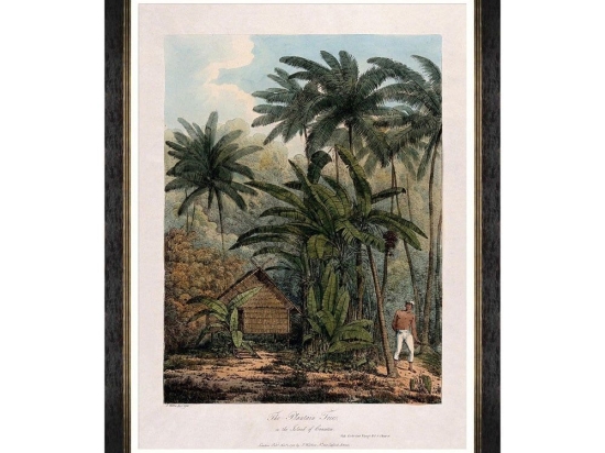 Κάδρο Trees Of Krakatoa - The Plantain Tree FA13201 60X80 MindTheGap Κάθετοι Ξύλο