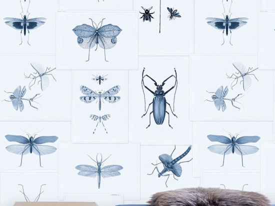 Ταπετσαρία Entomology Blue WP20235 Blue-Taupe MindTheGap 52x300cm