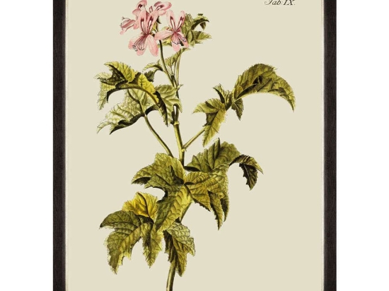 Κάδρο Botanical III FA13226 60x80cm Green MindTheGap Κάθετοι Ξύλο