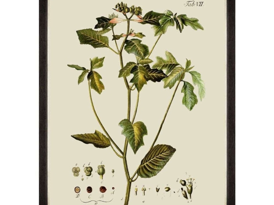 Κάδρο Botanical IV FA13227 60x80cm Green MindTheGap Κάθετοι Ξύλο