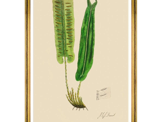 Κάδρο Ferns V FA13246 50x70cm Green MindTheGap Κάθετοι Ξύλο