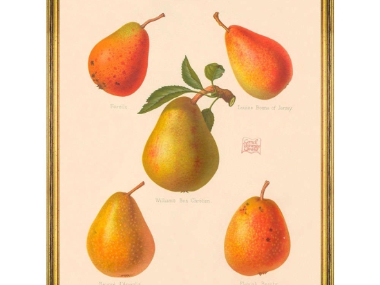 Κάδρο Pomona II FA13262 55x70cm Yellow-Orange MindTheGap Κάθετοι Ξύλο