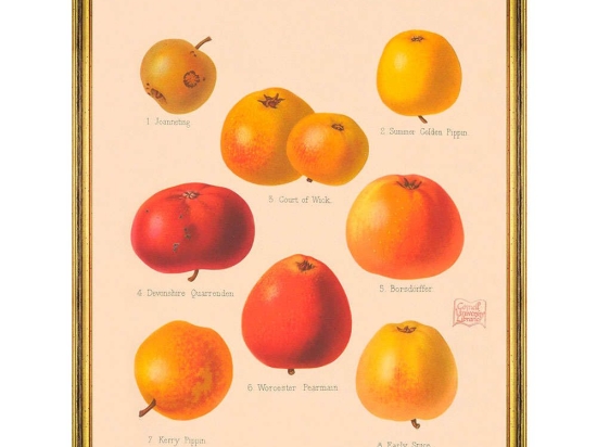Κάδρο Pomona IV FA13264 55x70cm Yellow-Orange MindTheGap Κάθετοι Ξύλο