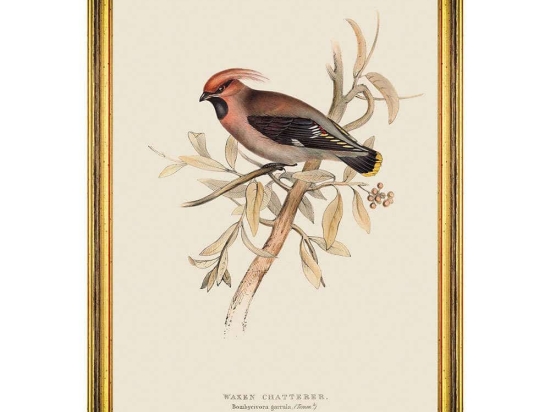 Κάδρο Waxen Chatterer FA13238 35x50cm Brown MindTheGap Κάθετοι Ξύλο