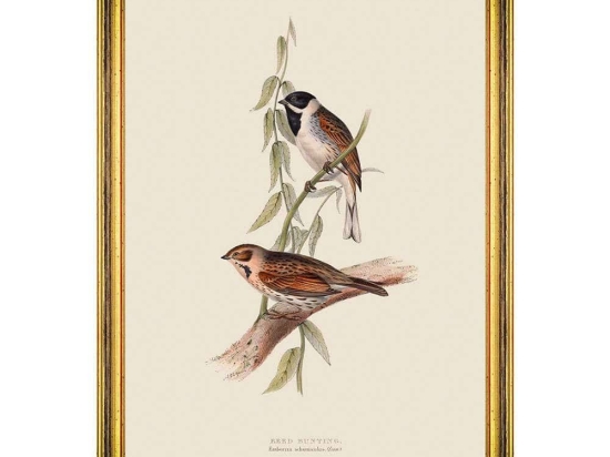 Κάδρο Reed Bunting FA13236 35x50cm Brown-Green MindTheGap Κάθετοι Ξύλο