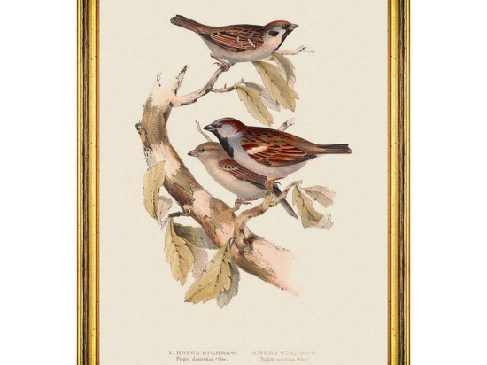 Κάδρο Sparrow FA13237 35x50cm Brown-Green MindTheGap Κάθετοι Ξύλο