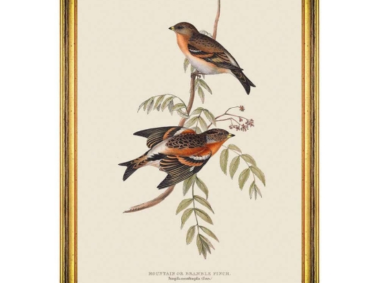 Κάδρο Mountain of Bramble Finch FA13235 35x50cm Multi MindTheGap Κάθετοι Ξύλο
