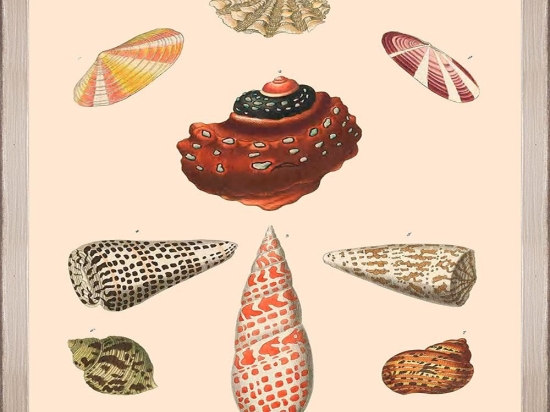 Κάδρο Deliciae Naturae Viii Fa13360 35X50Cm Beige-Multi Mindthegap Κάθετοι Ξύλο