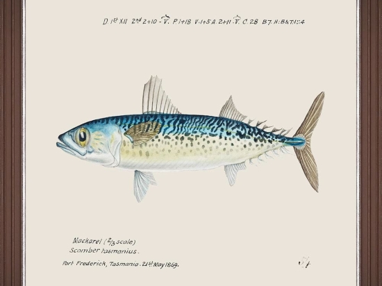 Κάδρο Mediterranean Fish - Blue Mackerel By F Clark Fa13375 50X35Cm Light Blue Mindthegap Οριζόντιοι Ξύλο