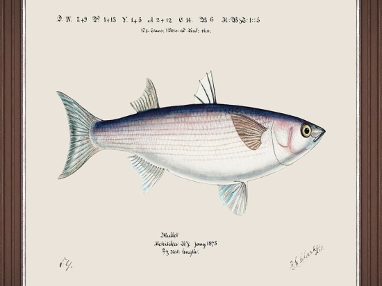 Κάδρο Mediterranean Fish - Grey Mullet By F Clark Fa13376 50X35Cm White-Blue Mindthegap Οριζόντιοι Ξύλο