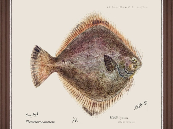 Κάδρο Mediterranean Fish - Flounder By F Clark Fa13377 50X35Cm Brown-Rose Mindthegap Οριζόντιοι Ξύλο