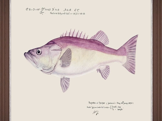 Κάδρο Mediterranean Fish - Grouper By F Clark Fa13378 50X35Cm Fuchsia-Ivory Mindthegap Οριζόντιοι Ξύλο