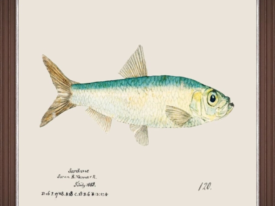 Κάδρο Mediterranean Fish - Sardine By F Clark Fa13379 50X35Cm Light Blue Mindthegap Horizontal Ξύλο