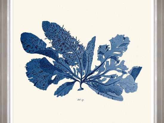 Κάδρο Seaweed  I Fa13392 70X70Cm White-Blue Mindthegap Τετράγωνοι Ξύλο
