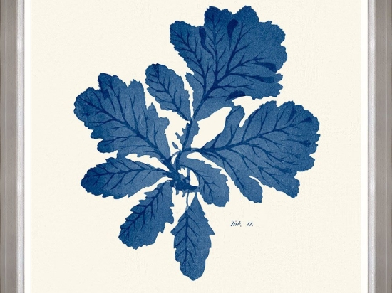 Κάδρο Seaweed  Iii Fa13394 70X70Cm White-Blue Mindthegap Τετράγωνοι Ξύλο