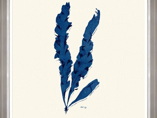 Κάδρο Seaweed  Iv Fa13395 70X70Cm White-Blue Mindthegap Τετράγωνοι Ξύλο
