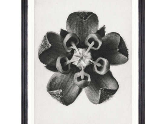Κάδρο Common Milkweed FA13411 60x80cm Black-White MindTheGap Κάθετοι Ξύλο,Γυαλί