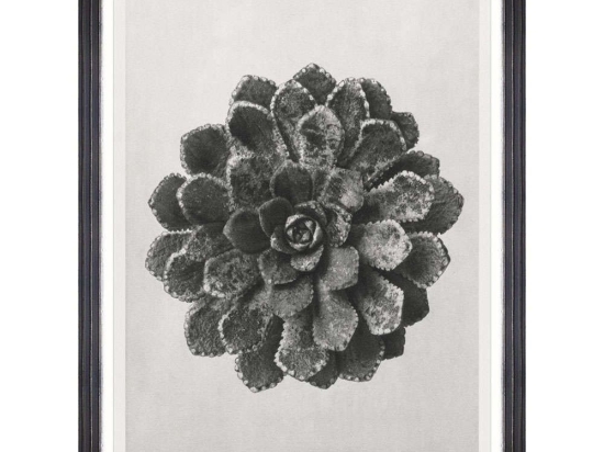 Κάδρο Saxifraga Aizon FA13414 60x80cm Black-White MindTheGap Κάθετοι Ξύλο,Γυαλί
