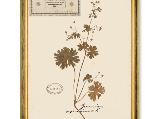 Κάδρο Herbarium Alpinium III FA13457 35x50cm Multi MindTheGap Κάθετοι Ξύλο,Γυαλί
