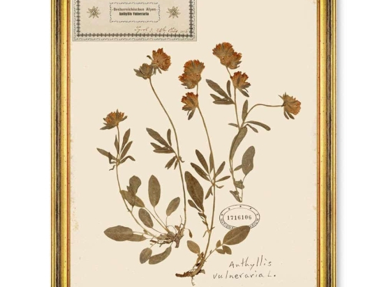Κάδρο Herbarium Alpinium V FA13459 35x50cm Multi MindTheGap Κάθετοι Ξύλο,Γυαλί