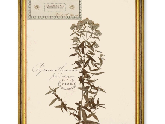 Κάδρο Herbarium Alpinium VI FA13460 35x50cm Multi MindTheGap Κάθετοι Ξύλο,Γυαλί